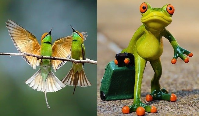 Frog and the birds