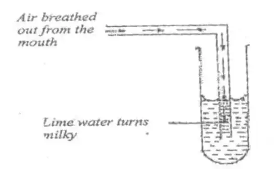 99 Plus BECE Integrated Science Questions With Answers: Master Them Or Fail