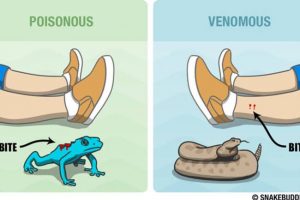 ​​What is the difference between Venom and Poison