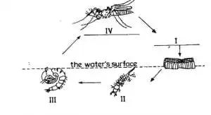 2022 May BECE Mock: Sample Trial Integrated Science Questions & Answers