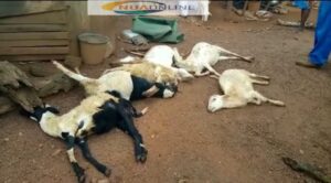 Sheep poisoned at Bonsu Nkwanta