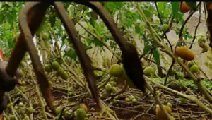 Toddler With Fork Hoe
