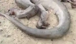 Real Life Dragon Caught With Strange Features; Shocking Video Drops