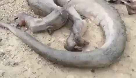 Dragon Caught With Strange Features