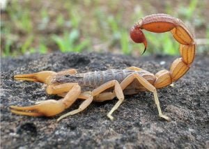 Things you should do after a Scorpion sting