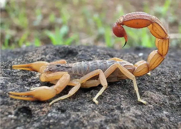 Things you should do after a Scorpion
