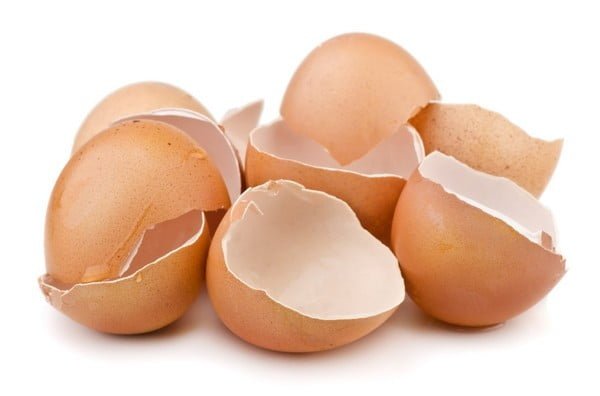 The Untold Uses of Eggshell That Will Blow Your Mind