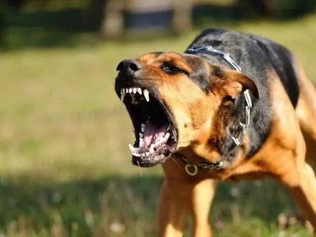 Do These 5 Things If A Dog Is About To Attack You