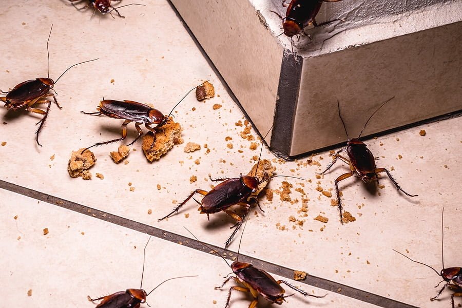 If You Don’t Want Cockroaches In Your Home, Do These Easy Things