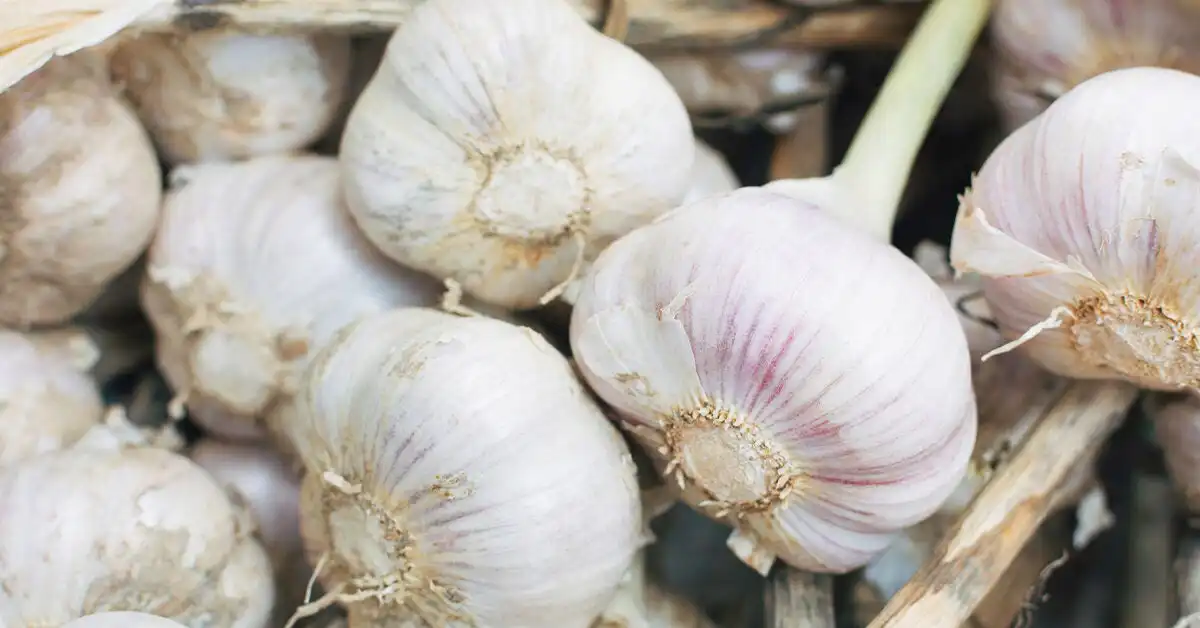 Health Benefits of Garlic
