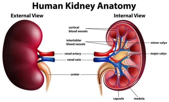 Improving One’s Lifestyle to Prevent Poor Kidney Health