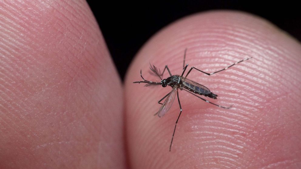 4 Things Mosquitoes Don't Like: It Will Make Them Run From Biting You