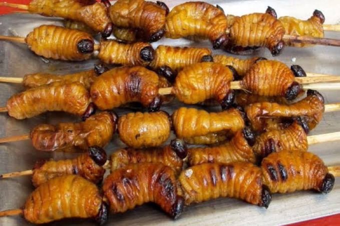 Palm weevil larvae are considered a delicacy