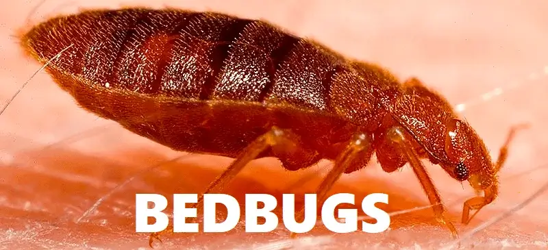 bed bug eradication in Ghana