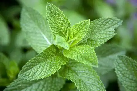 Top 10 spiritual plants, number 8 is very powerful