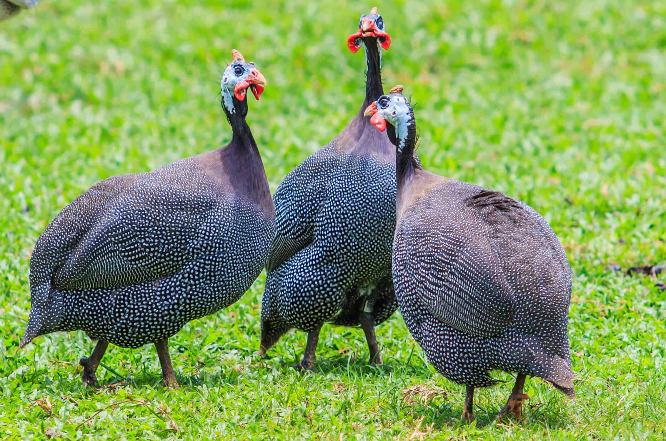 Why you should have a Guinea Fowl in your home