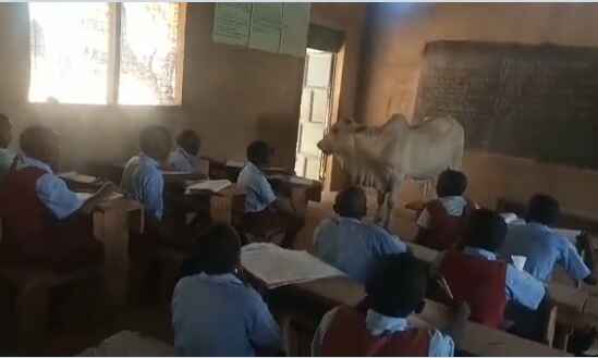 Female Teacher Sends Live Cow To Classroom To Teach Pupils About Its Parts(Video)