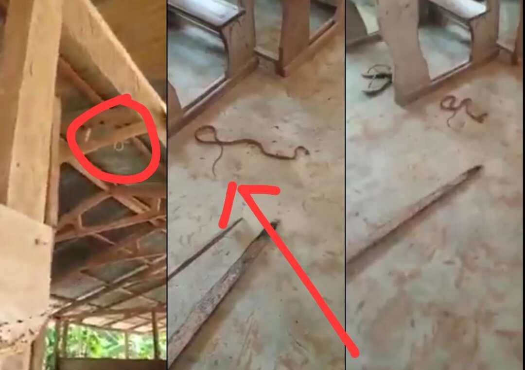 VIDEO: Snake Chases Basic School Students From Their ‘Death Trap’ Classroom In Ghana
