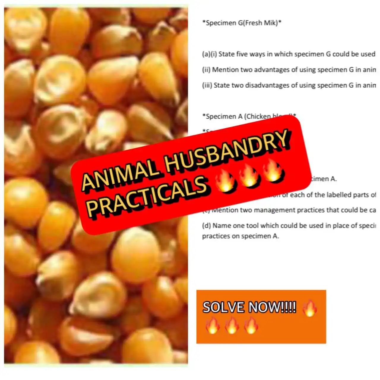 2023 WASSCE Animal Husbandry Questions