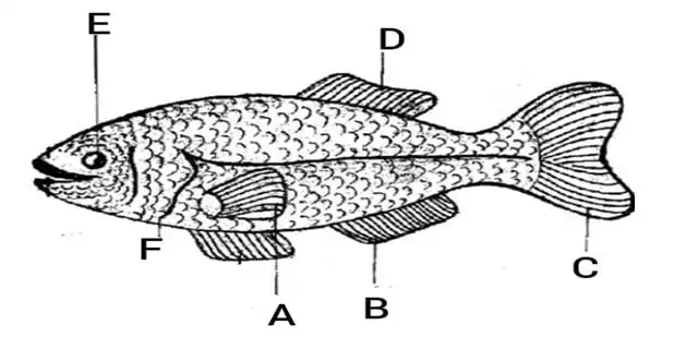 2023 BECE Integrated Science Practical Mock Question (FINAL MOCK) By Ghana Education News