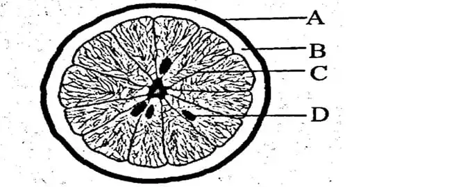 2023 BECE Integrated Science Difficult Questions To Watch (Part1) 2023 BECE Integrated Science Practical Mock Question (FINAL MOCK) By Ghana Education News