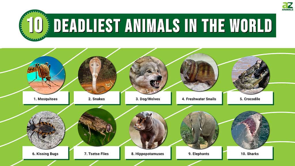What are the world's 10 deadliest animals by annual human deaths? (No. One Is Mind Blowing) All the answers are in this post.