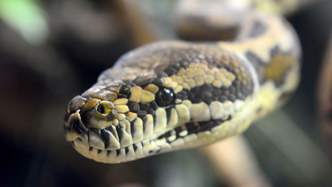 How Doctors found a live python parasite in a woman’s brain after the woman’s mysterious symptoms started in her stomach.