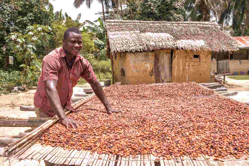 Check Out The New Prices Of Cocoa For The 2023/2024 Season Ghana