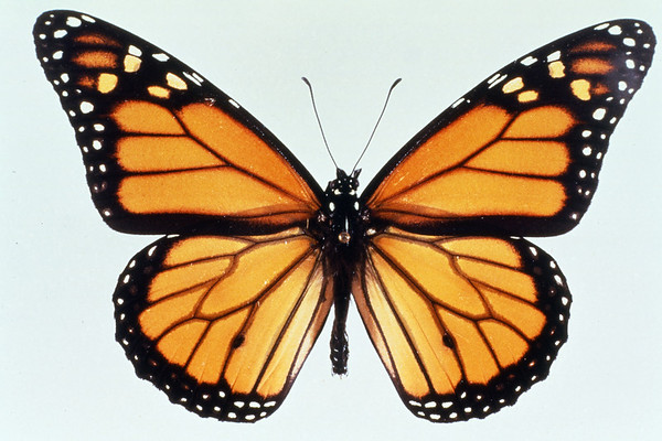 The Symbolic Meaning Of Butterfly And The Luck Behind It