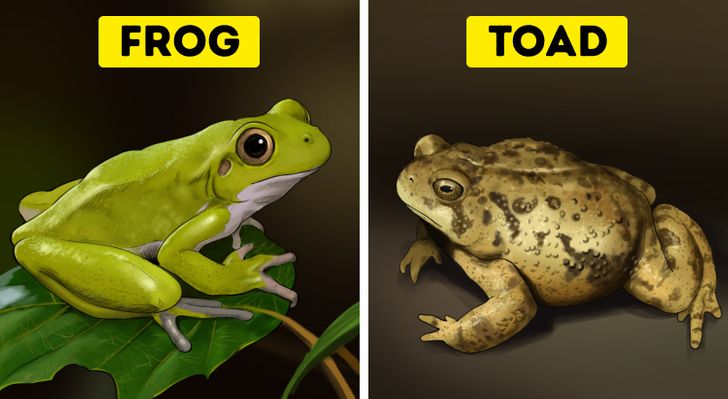 Difference Between Toad And Frog, All Key Details