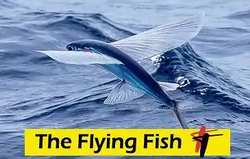 The fish that can swim, fly and walk on land - The Garnai fish!