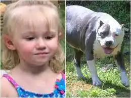 Missing toddler found asleep in woods with dogs, one as pillow