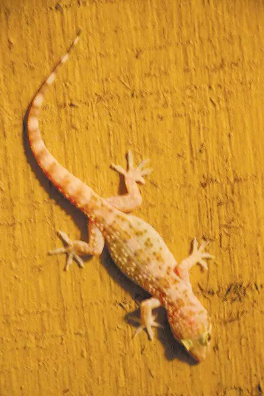 Kill This Geckos In The House Immediately Because Of These Reasons