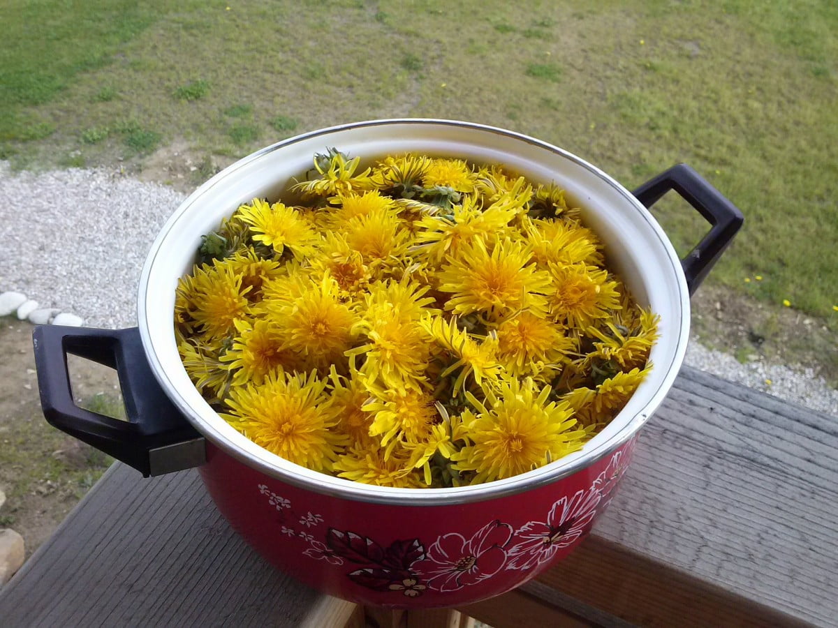 How to make dandelion tea and its health benefit