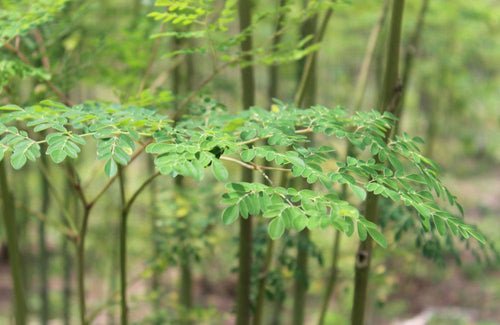 Moringa: Benefits, Side Effects, And Risks