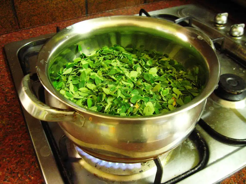 How to make moringa leaf and roots herbal tea