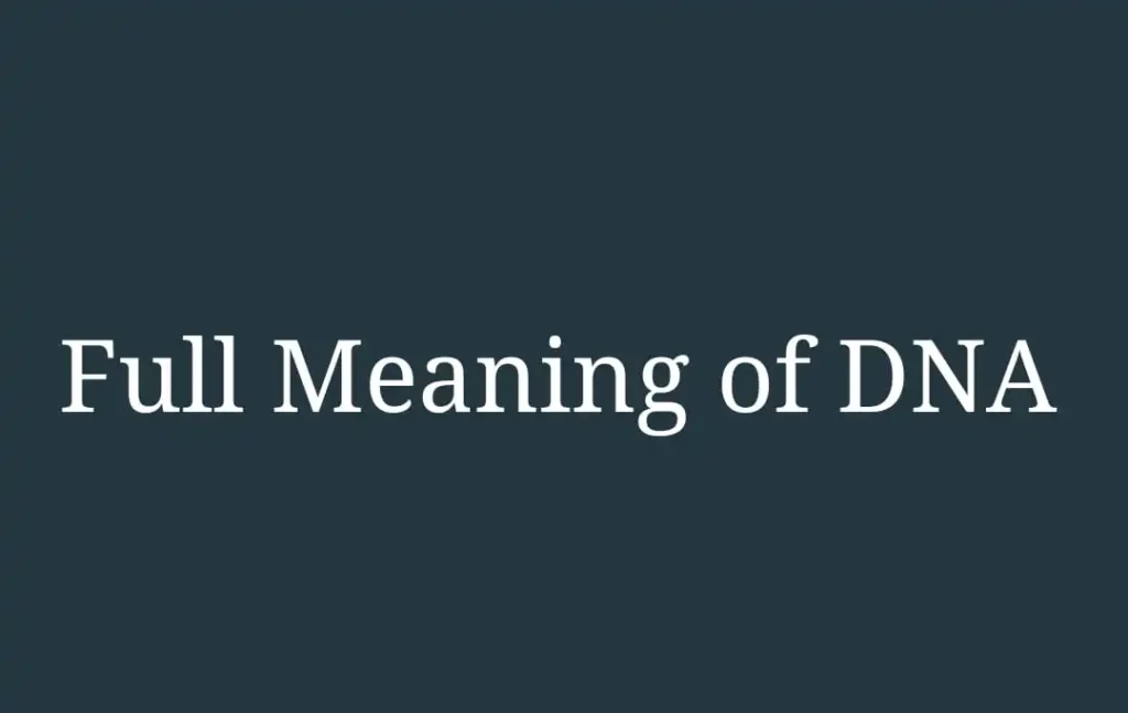 Full Meaning Of DNA And Everything You Need To Know