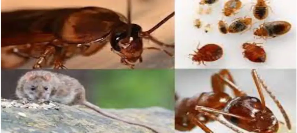 How To Use Salt To Get Rid Of Stubborn Rats, Bed Bugs And Cockroaches