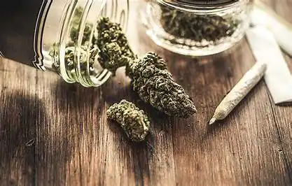 License for cannabis cultivation in Ghana is a recipe for disaster - Prof Akwasi Osei