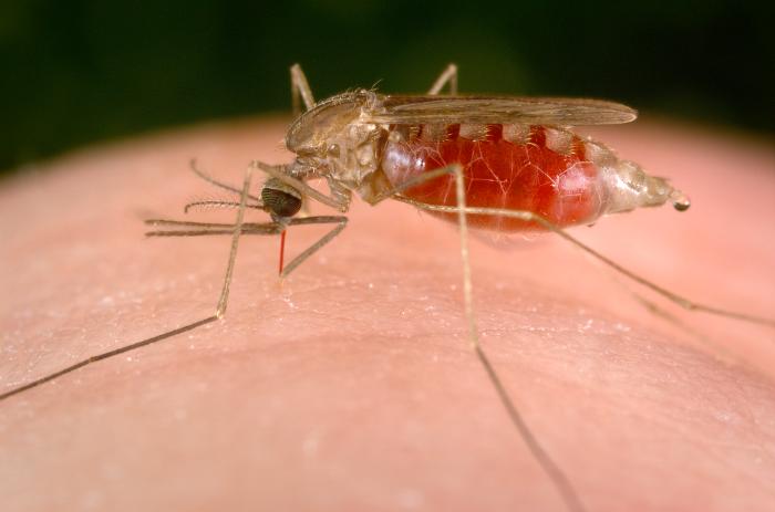 Deadly long term effects of malaria you should know about