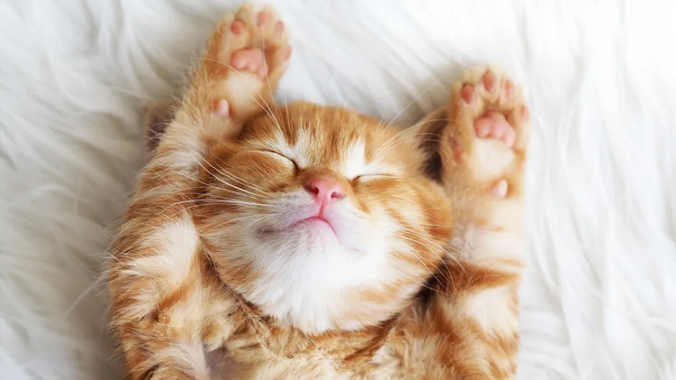 5 Senses Animals Have That Humans Don’t
