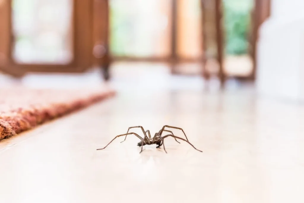 Spiders are really dangerous insects one should get rid off. They are mostly known to hide in the corners of ceilings of homes. While these insects can be threatening, here are a few tips on how to get rid of spiders from your home.