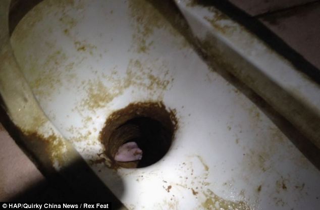 Newborn Baby Pulled from Public Toilet Manhole
