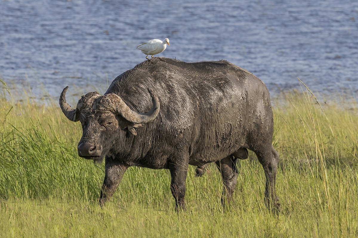 Wildlife officers buffalo Walewale