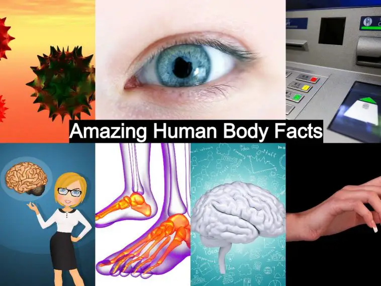 Amazing Human Body Facts You Never Knew