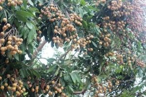 Afrcian StRN Fruit: What is the English name for Alasa?