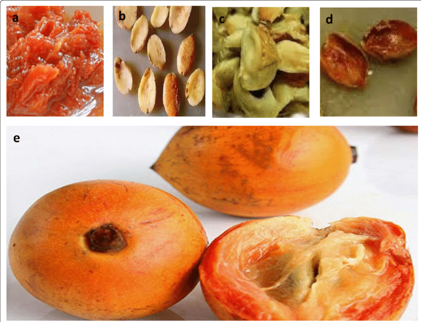 African Star Apple: What is the English name for Alasa? 