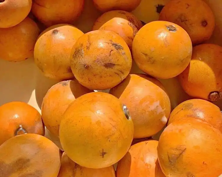 What is the English name for Alasa?