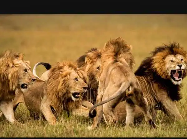 Lion Kills Zookeeper At Nigeria's University