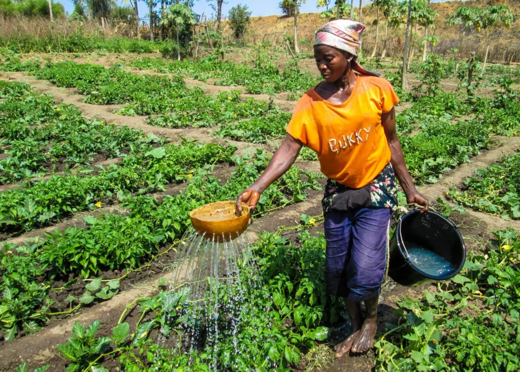 Eduwatch Proposes One-Year Agriculture Course for SHS 1 Students in Ghana